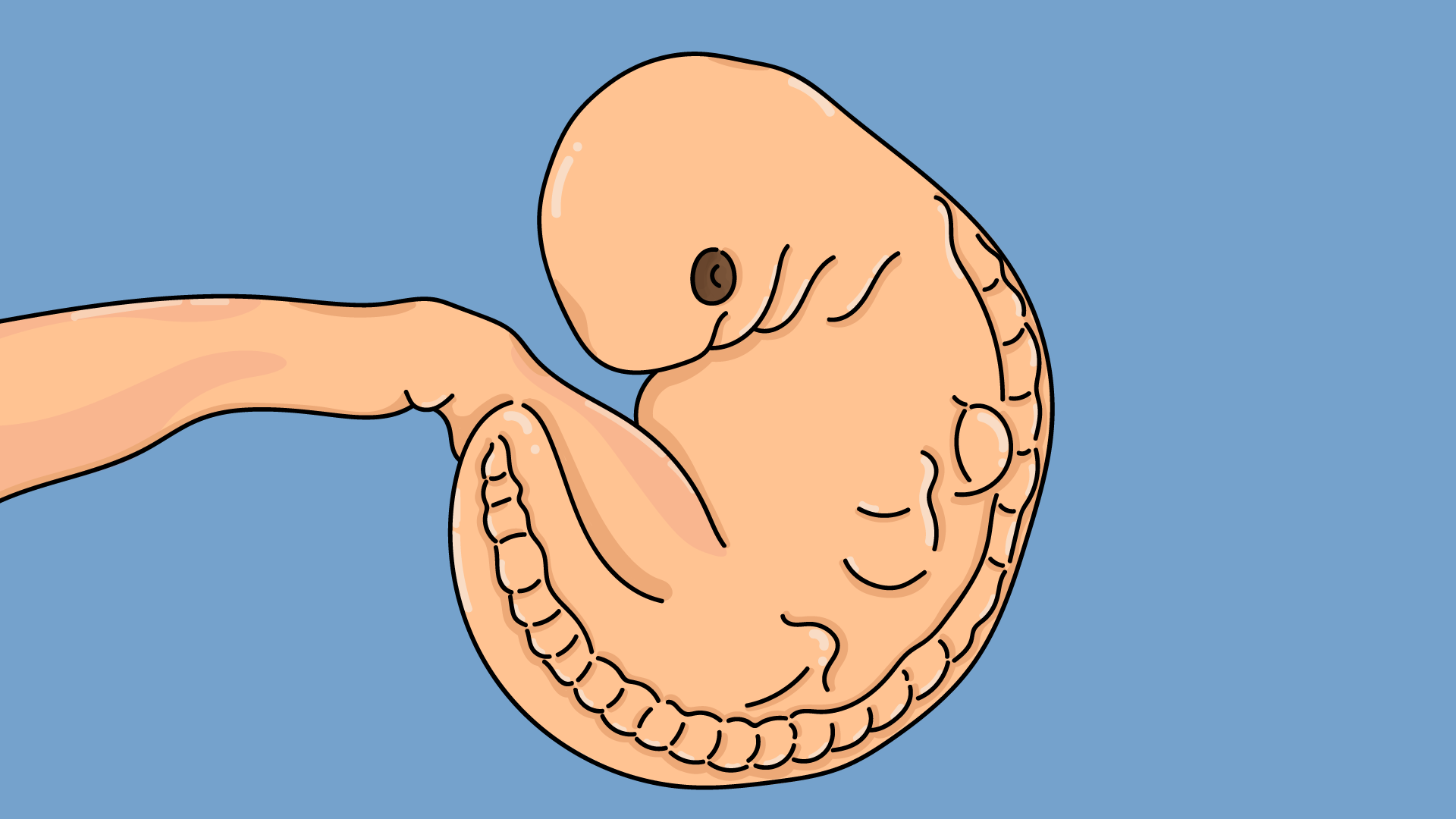 Foetus sixième semaine