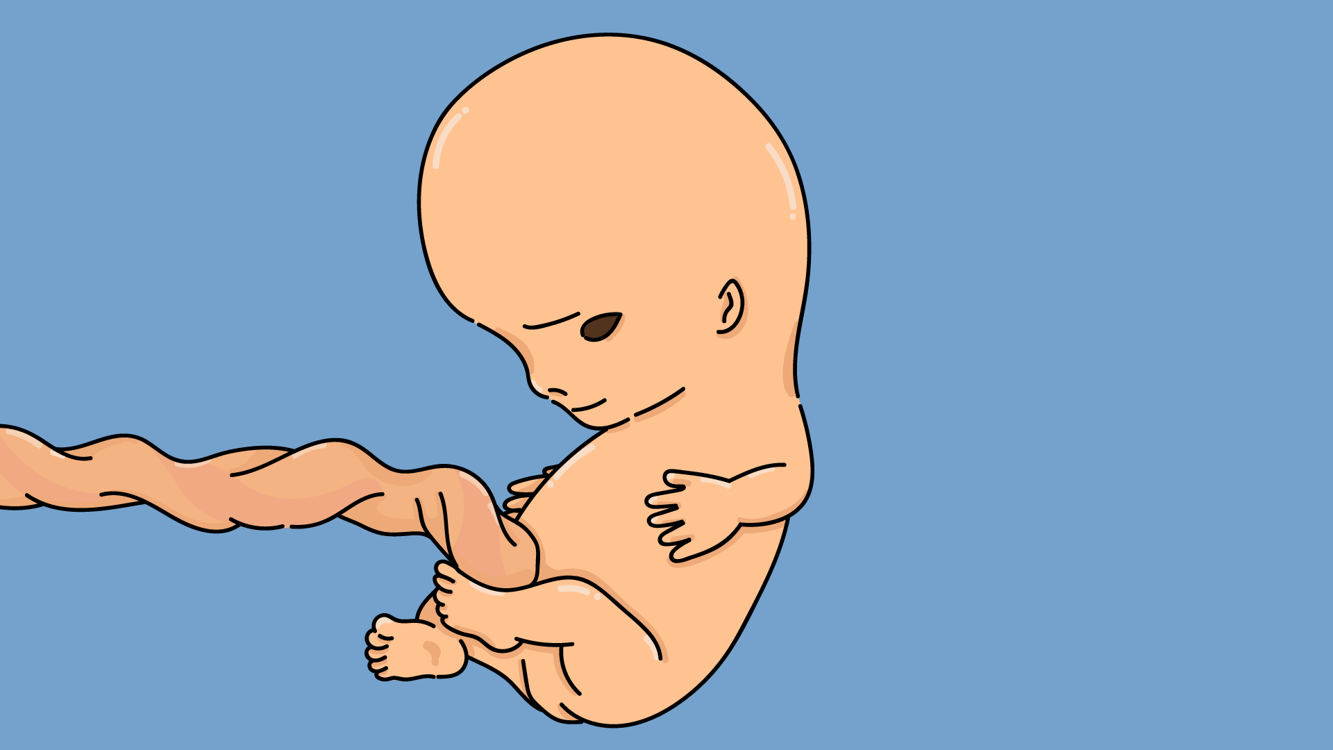Foetus neuvième semaine