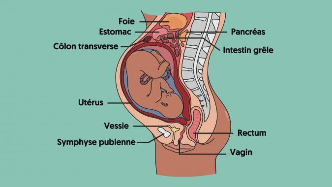 Anatomie à la fin de la grossesse
