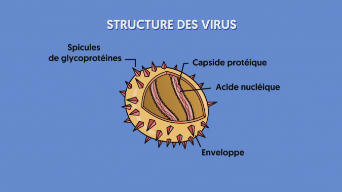 Un virus